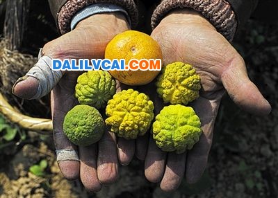 衛(wèi)生防護區(qū)內(nèi)生長的枳殼因為遭到污染（中間為正常的橘子），外形已經(jīng)發(fā)生了明顯變化。
