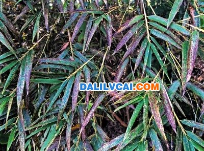 在工廠衛(wèi)生防護區(qū)范圍內(nèi)，一些蘭竹的葉子被排放的粉塵腐蝕。